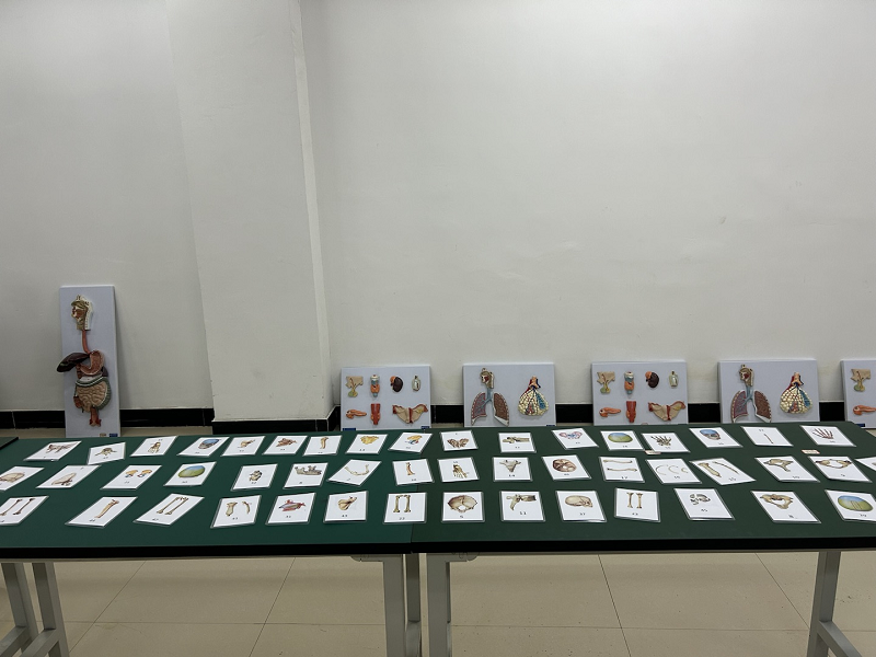 骨学之魅力·人体之桥梁——护理药学院成功举办beat365英国官方网站第一届人体骨骼辨识大赛开幕式暨初赛(图7)